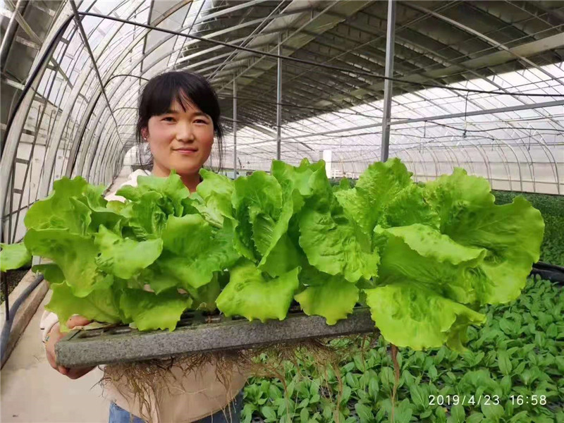 水培蔬菜(图3)